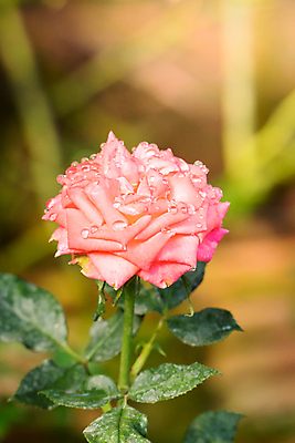 포토 JPG 해외이미지 식물 꽃잎 꽃 줄기 분홍색 잎 꽃무늬 자연 발렌타인데이 사람없음 야외 초록색 햇빛 장미 정원 벚꽃 내추럴 해외202004 해외포토 컬러 무늬 데이이벤트 태양 생태계 파일형식