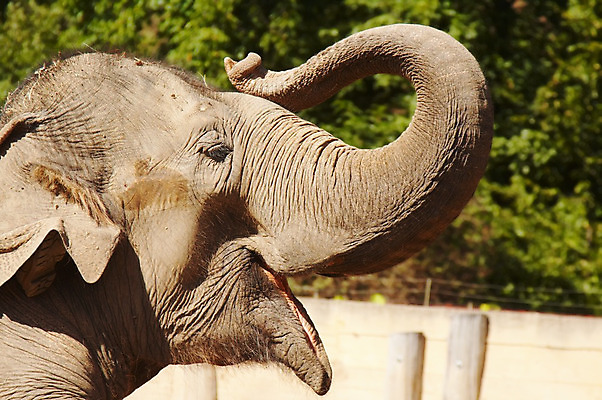 포토 JPG 해외이미지 동물 아시아 야생동물 포유류 아프리카 자연 코끼리 동물원 사람없음 옆모습 머리 힘 회색 거친 주름 큼 대표 인도인 피부 코 해외202004 해외포토 외국인 나라 뷰포인트 컬러 동양인 신체부위 크기 생태계 파일형식