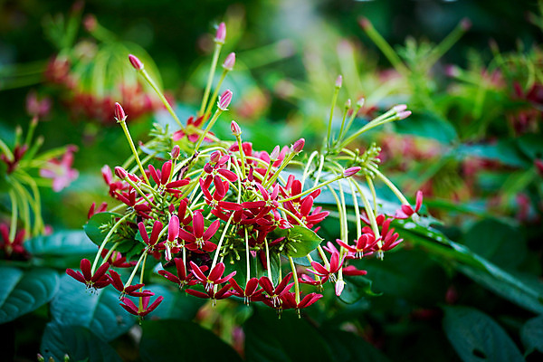 포토 JPG 해외이미지 식물 꽃 백그라운드 잎 자연 사람없음 빨간색 초록색 컬러풀 정원 중국 봄 흰색 덩굴 선원 내추럴 해외202004 해외포토 계절 아시아 컬러 생태계 파일형식
