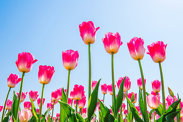 포토 JPG 해외이미지 식물 계절 공원 꽃잎 꽃 줄기 분홍색 꽃다발 백그라운드 잎 꽃무늬 밭 자연 부활절 사람없음 빨간색 초록색 파란색 빛 컬러풀 햇빛 태양 정원 맑음 보라색 봄 활발 들꽃 튤립 벚꽃 광선 시골 신선 개화 우아함 내추럴 고립 해외202004 해외포토 자연요소 공공시설 기념일 컬러 컨셉 무늬 농업 날씨 생태계 파일형식