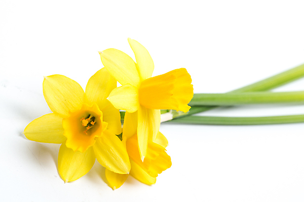 포토 JPG 해외이미지 실내 사람없음 노란색 수선화 해외202004 해외포토 꽃 컬러 내부 파일형식