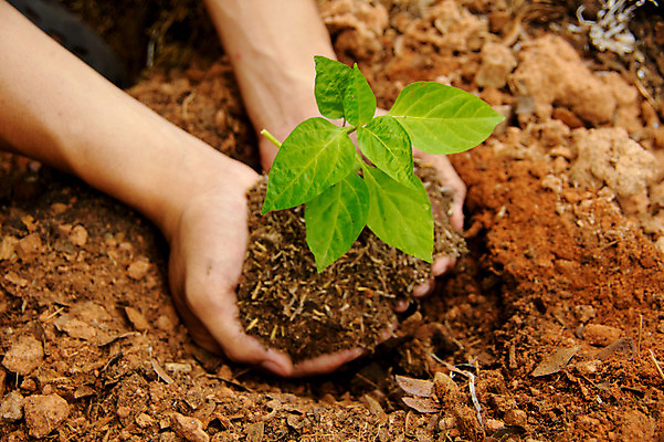 포토 JPG 해외이미지 나무 식물 손 잎 아이디어 건강 관리 취미 신체부위 정원 심볼 시작 원예 정원가꾸기 모종 해외202004 해외포토 컨셉 사람 파일형식