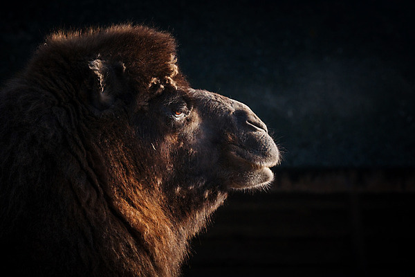 포토 JPG 해외이미지 동물 전통 응시 아시아 얼굴 야생동물 포유류 교통시설 자연 초식동물 산 털 동물원 사람없음 옆모습 세로 갈색 머리 어둠 모피 사파리 피부 묘사 코 귀 낙타 주둥이 혹 내추럴 양모 단봉낙타 동물상 아랍어 해외202004 해외포토 시선 나라 뷰포인트 컬러 교통 신체부위 조형물 직물 시설 생태계 파일형식