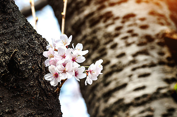포토 JPG 해외이미지 꽃잎 사람없음 봄 벚꽃 벚나무 해외202004 해외포토 나무 계절 꽃 파일형식