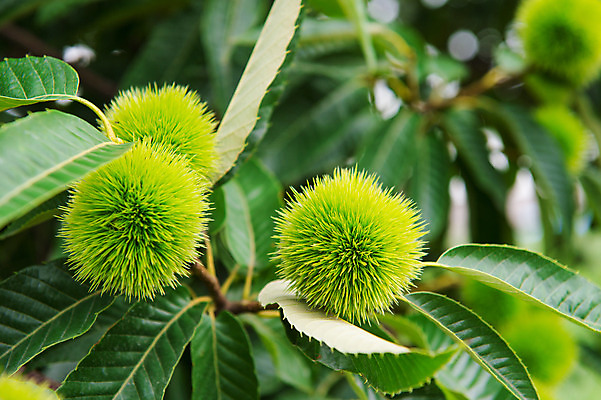포토 JPG 해외이미지 나무 식물 계절 음식 잎 과일 자연 탁자 한국 씨앗 사람없음 목재 초록색 갈색 견과류 수확 껍질 가을 흰색 나뭇가지 신선 가시 닫기 달콤 밤 내추럴 고립 식용 해외202004 해외포토 아시아 컬러 가구 농업 재료 모션 맛 생태계 파일형식