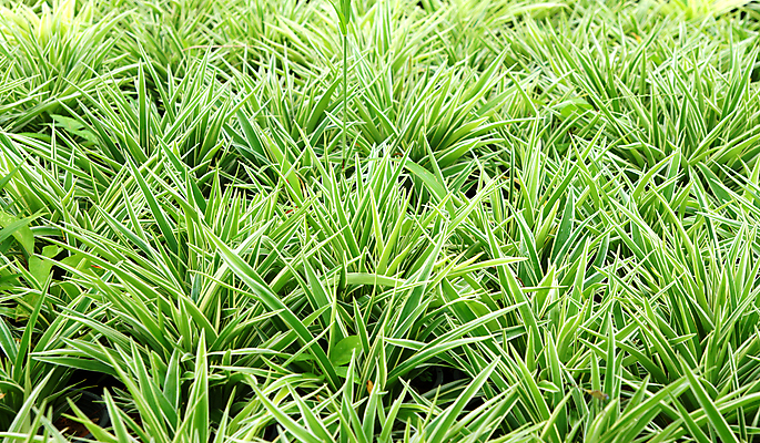 포토 JPG 해외이미지 모양 나무 식물 공원 꽃 길 조각 잎 패턴 건축양식 자연 풍경 사람없음 야외 장식 초록색 울타리 와인 정원 침묵 활발 침대 화려 오솔길 질감 장면 기하학 강렬 스타일 해외202004 해외포토 공공시설 건축 컬러 가구 컨셉 무늬 주류 담장 소리 생태계 파일형식