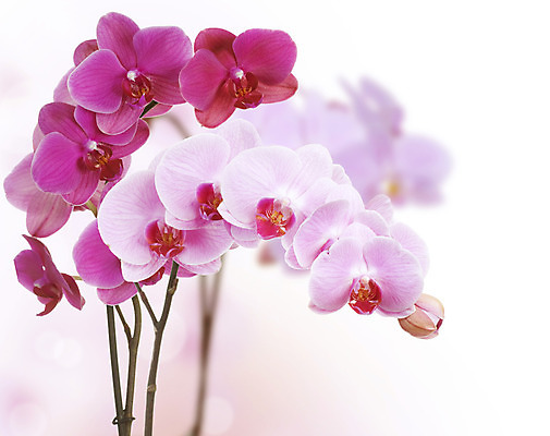 포토 JPG 해외이미지 식물 디자인 꽃잎 꽃 줄기 꽃다발 백그라운드 꽃무늬 텍스트 휴가 선물 미술 사람없음 장식 빛 노란색 우주 벚꽃 흰색 나뭇가지 신선 개화 난초 다발 제비꽃 순수 호접란 고립 넘어짐 엘리먼트 이국적 카피스페이스 국경 해외202004 해외포토 나무 컬러 컨셉 무늬 모션 문화예술 공백 파일형식