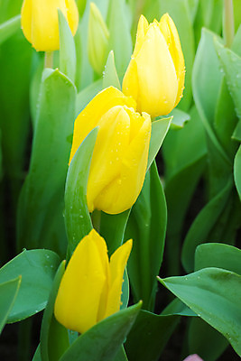 포토 JPG 해외이미지 식물 계절 공원 꽃잎 꽃 줄기 분홍색 꽃다발 백그라운드 잎 꽃무늬 밭 자연 초원 사람없음 빨간색 초록색 여름 파란색 빛 컬러풀 햇빛 태양 노란색 정원 맑음 봄 활발 들꽃 튤립 벚꽃 광선 흰색 전원 시골 신선 개화 우아함 내추럴 고립 해외202004 해외포토 자연요소 공공시설 컬러 컨셉 무늬 농업 날씨 전기에너지 생태계 파일형식