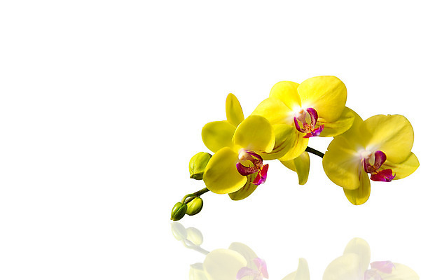 포토 JPG 해외이미지 식물 디자인 꽃잎 꽃 분홍색 꽃다발 잎 꽃무늬 패턴 자연 추상 사람없음 장식 여름 환경 정원 보라색 봄 낭만 벚꽃 흰색 나뭇가지 시골 난초 우아함 닫기 배열 제비꽃 네덜란드 보케 호접란 향 내추럴 해외202004 해외포토 나무 계절 유럽 컬러 컨셉 무늬 모션 생태계 파일형식