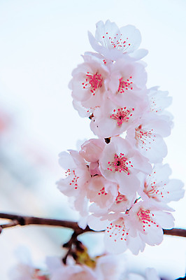 포토 JPG 해외이미지 근접촬영 사람없음 봄 벚꽃 소프트포커스 해외202004 해외포토 계절 꽃 뷰포인트 촬영기법 파일형식