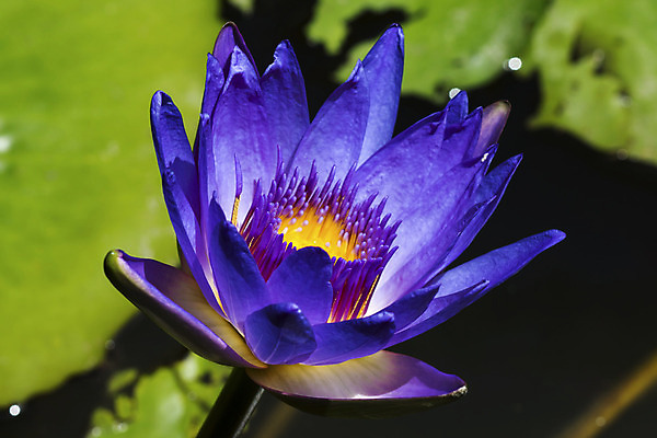 포토 JPG 해외이미지 식물 꽃잎 꽃 아시아 선 분홍색 백그라운드 잎 꽃무늬 자연 휴식 사람없음 야외 장식 세로 초록색 물 반사 노란색 환경 정원 침묵 벚꽃 연못 신선 개화 우아함 명상 싱글 내추럴 이국적 천진난만 부족함 해외202004 해외포토 자연요소 나라 컬러 컨셉 무늬 소리 생태계 파일형식