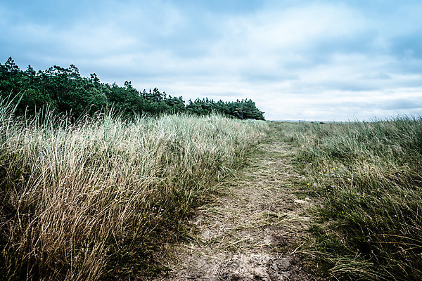 포토 JPG 해외이미지 나무 구름 계절 공원 도로 길 백그라운드 잎 밭 자연 하늘 아침 날씨 그림자 풍경 사람없음 야외 목재 세로 초록색 여름 햇빛 노란색 평화 일출 환경 침묵 황혼 새벽 가을 시골 고독 숲 땅 장면 천국 방법 삼림지대 수평선 해외202004 해외포토 주간 자연요소 식물 공공시설 감정 컬러 컨셉 농업 재료 교통시설 태양 노을 소리 일몰 생태계 파일형식