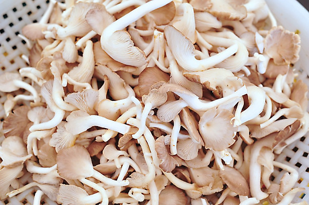 포토 JPG 해외이미지 음식 채소 사람없음 버섯 흰색 흰배경 유기농 날것 건강식 해외202004 해외포토 웰빙 컬러 백그라운드 파일형식