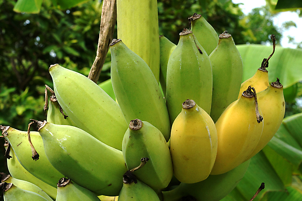 포토 JPG 해외이미지 라이프스타일 음식 조각 백그라운드 다이어트 과일 재료 바나나 건강 사람없음 노란색 껍질 흰색 신선 그룹 달콤 아침식사 자르기 다발 먹기 오브젝트 유기농 날것 내추럴 강렬 고립 숙성 채식주의자 해외202004 해외포토 웰빙 컬러 모션 생활 식사 맛 채식 파일형식