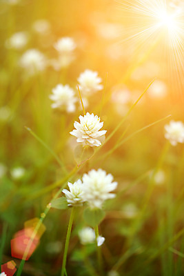 포토 JPG 해외이미지 꽃 밭 농업 자연 풍경 사람없음 초록색 여름 노란색 황혼 봄 새벽 활발 손상 들꽃 얼룩 낟알 땅 밀 결 구식 그런지 수레국화 옛날 그리너리 해외202004 해외포토 자연요소 식물 계절 산업 컬러 컨셉 무늬 곡류 일몰 생태계 파일형식 트랜드컬러