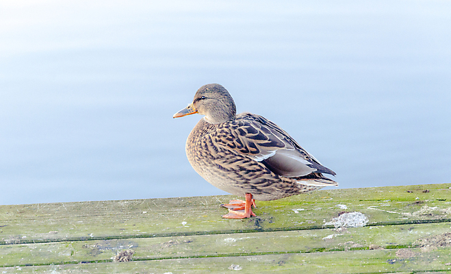 포토 JPG 해외이미지 나무 동물 구름 공원 남자 유럽 호수 야생동물 자연 조류 하늘 오리 풍경 사람없음 야외 초록색 물 여름 파란색 강 수영 봄 연못 물새 청둥오리 해외202004 해외포토 자연요소 식물 계절 공공시설 나라 컬러 사람 수상스포츠 생태계 파일형식