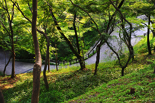 포토 JPG 해외이미지 나무 식물 공원 도로 잎 곡선 자연 산 사람없음 야외 가로 초록색 컬러풀 환경 봄 하이킹 성장 나뭇가지 신선 개울 숲 오솔길 해외202004 해외포토 계절 공공시설 길 선 컬러 교통시설 레저 강 생태계 파일형식