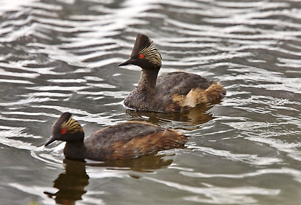 포토 JPG 해외이미지 동물 호수 야생동물 자연 조류 뿔 사람없음 물 갈색 검은색 흰색 작음 부리 물새 내추럴 해외202004 해외포토 자연요소 컬러 크기 생태계 파일형식
