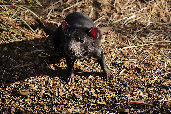 포토 JPG 해외이미지 동물 사람없음 호주 주머니곰 해외202004 해외포토 포유류 오세아니아 파일형식