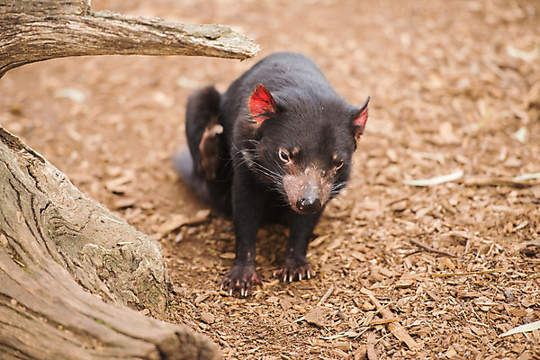 포토 JPG 해외이미지 동물 사람없음 호주 주머니곰 해외202004 해외포토 포유류 오세아니아 파일형식