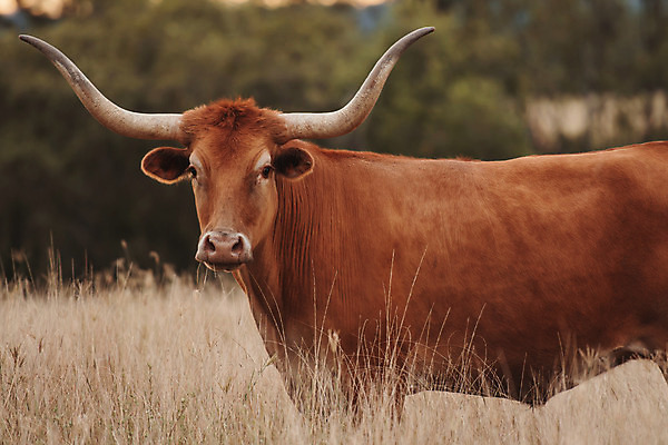 포토 JPG 해외이미지 동물 구름 백그라운드 밭 농업 포유류 초원 사람없음 초록색 농장 농경지 소고기 흰색 시골 소 방목 찰과상 해외202004 해외포토 자연요소 산업 컬러 육류 축산업 상처 파일형식