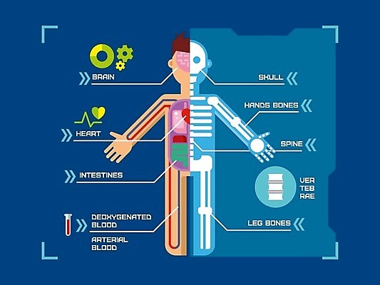 EPS 해외이미지 무료이미지 신체 일러스트 의학 뼈 골격 사람모양 건강 혈액 장기 신체해부도 해외202004 해외일러스트 모양 해부 파일형식 벡터 무료콘텐츠