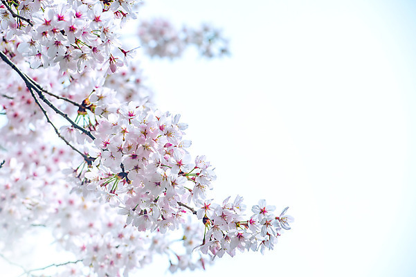 포토 JPG 해외이미지 나무 식물 계절 꽃 분홍색 백그라운드 꽃무늬 과일 자연 친절 서울 한국 동양인 사람없음 정원 축제 봄 벚꽃 흰색 나뭇가지 신선 개화 체리 닫기 4월 묘사 부드러움 내추럴 블러 해외202004 해외포토 아시아 컬러 무늬 모션 인종 감각 날짜 생태계 파일형식