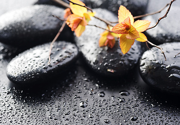 포토 JPG 해외이미지 꽃잎 꽃 백그라운드 컨셉 사람없음 물 쌓기 검은색 스파 젖음 조약돌 물방울 해외202004 해외포토 자연요소 식물 컬러 모션 돌_바위 파일형식