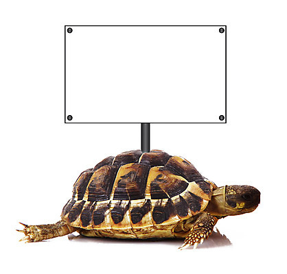 포토 JPG 해외이미지 동물 교육 백그라운드 컨셉 자연 주택 사람없음 학습 우주 껍질 흰색 판넬 거북이 척추 느림 선사시대 고립 넘어짐 등딱지 해외202004 해외포토 컬러 파충류 모션 뼈 건물 역사 생태계 파일형식