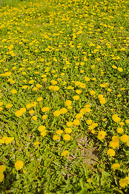 포토 JPG 해외이미지 식물 계절 꽃 백그라운드 밭 자연 하늘 풍경 잔디 초원 사람없음 초록색 여름 노란색 정원 봄 벚꽃 시골 개화 민들레 땅 허브 장면 내추럴 해외202004 해외포토 컬러 농업 생태계 파일형식