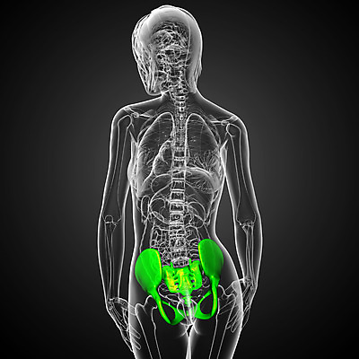 포토 JPG 해외이미지 해부 뼈 골격 건강 사람 사람없음 엉덩이 척추 자궁 연골 해외202004 해외포토 의학 신체부위 장기_의학 파일형식