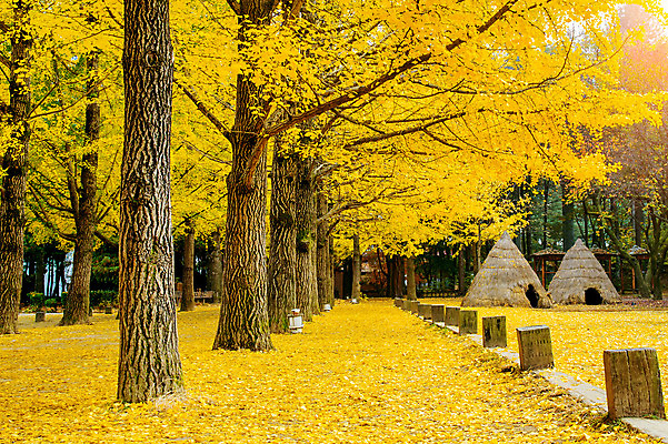 포토 JPG 해외이미지 나무 식물 라이프스타일 아시아 문화 섬 여행 서울 한국 사람 풍경 사람없음 초록색 경제 햇빛 여행객 평화 환경 정원 수확 가을 역사 오두막 휴양지 동쪽 남쪽 생태학 해외202004 해외포토 계절 교육 나라 컬러 컨셉 농업 생활 태양 장소 방향 파일형식