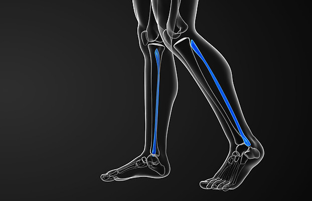 포토 JPG 해외이미지 부분 뼈 골격 엑스레이 건강 사람 사람없음 3D 해외202004 해외포토 의학 디지털합성 파일형식