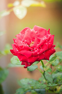 포토 JPG 해외이미지 식물 꽃잎 꽃 줄기 분홍색 잎 꽃무늬 자연 발렌타인데이 사람없음 야외 초록색 여름 햇빛 장미 정원 벚꽃 내추럴 해외202004 해외포토 계절 컬러 무늬 데이이벤트 태양 생태계 파일형식