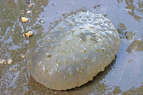 포토 JPG 해외이미지 동물 야생동물 바다 여행 백그라운드 자연 휴가 바닥 이집트 어류 취미 사람없음 빨간색 물 파란색 컬러풀 수중 수영 탐험 스노클링 산호 다이빙 암초 수족관 깊이 소금물 식민지 이국적 해외202004 해외포토 자연요소 컬러 아프리카 수중동물 수상스포츠 자포동물 생태계 수중스포츠 파일형식