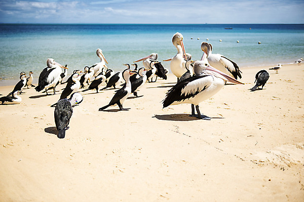 포토 JPG 해외이미지 섬 자연 조류 사람없음 야외 물 만 펠리컨 부리 물새 수유 해외202004 해외포토 자연요소 동물 생태계 파일형식