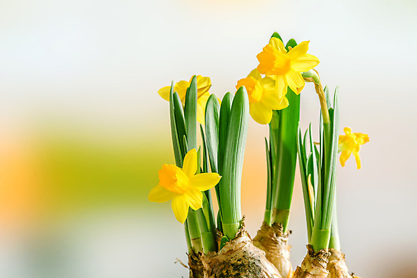포토 JPG 해외이미지 식물 계절 꽃잎 꽃 줄기 꽃다발 백그라운드 잎 꽃무늬 밭 자연 휴가 부활절 선물 초원 사람없음 야외 장식 초록색 파란색 노란색 머리 정원 봄 활발 성장 벚꽃 흰색 축하 신선 개화 그룹 다발 원예 수선화 내추럴 많음 해외202004 해외포토 기념일 컬러 컨셉 무늬 농업 취미 신체부위 생태계 파일형식
