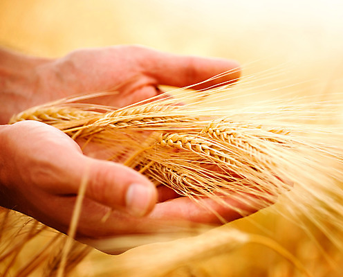 포토 JPG 해외이미지 손 밭 농업 자연 건조 손바닥 사람없음 야외 농작물 수확 추수 가을 농부 밀 보리 밀짚 해외202004 해외포토 직업 계절 산업 곡류 신체부위 짚 생태계 파일형식