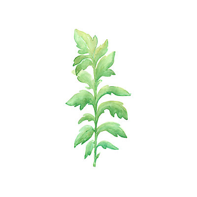 포토 JPG 해외이미지 나무 식물 디자인 배너 계절 실루엣 백그라운드 잎 꽃무늬 패턴 일러스트 자연 벽지 추상 수채화 미술 사람없음 그래픽 장식 초록색 물 여름 세트 페인트 봄 수확 흰색 나뭇가지 붓 신용카드 스케치 허브 오브젝트 그림 유기농 질감 손그림 내추럴 고립 엘리먼트 이국적 스타일 해외202004 해외포토 자연요소 웰빙 꽃 컬러 무늬 농업 문화예술 촬영기법 금융 생태계 파일형식