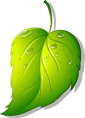 EPS 해외이미지 클립아트 식물 1 클리핑패스 줄기 컨셉 잎 일러스트 목걸이 부분 자연 초록색 물 빛 반짝임 환경 청결 활발 젖음 흐름 물방울 신선 떨어짐 이슬 수분 만화 구슬 순수 오브젝트 싱글 흰배경 질감 리빙 정맥 고립 구슬장식 엘리먼트 해외202004 해외일러스트 자연요소 컬러 백그라운드 장신구 모션 장식 흰색 위생 생태계 혈관 파일형식 벡터