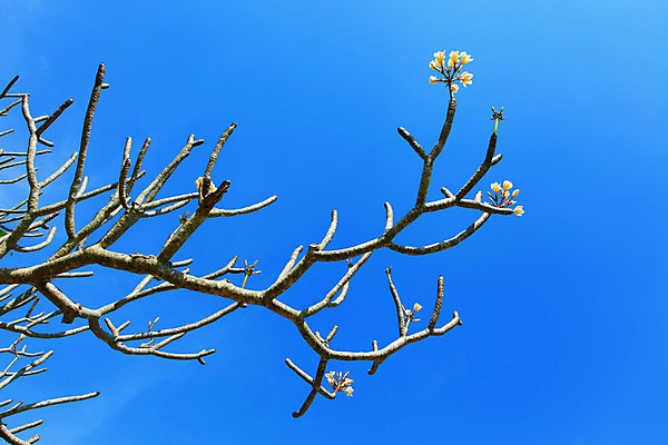 포토 JPG 해외이미지 나무 꽃 자연 하늘 사람없음 노란색 봄 나뭇가지 해외202004 해외포토 식물 계절 컬러 생태계 파일형식