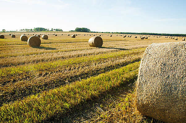 포토 JPG 해외이미지 나무 밭 농업 자연 건조 풍경 초원 사람없음 야외 농작물 농장 농경지 수확 추수 가을 볏짚 밀 보리 밀짚 밭일 호밀 해외202004 해외포토 식물 계절 산업 곡류 짚 생태계 파일형식