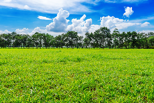 포토 JPG 해외이미지 나무 식물 하늘 날씨 풍경 잔디 초원 사람없음 야외 초록색 햇빛 태양 맑음 봄 전원 해외202004 해외포토 자연요소 계절 컬러 전기에너지 파일형식