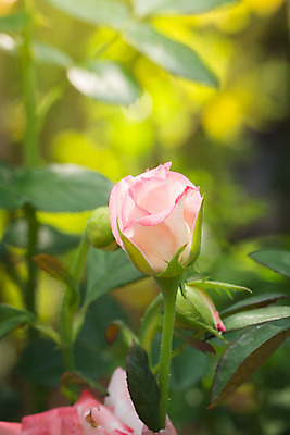 포토 JPG 해외이미지 식물 꽃잎 꽃 줄기 분홍색 잎 꽃무늬 자연 발렌타인데이 사람없음 야외 초록색 햇빛 장미 정원 벚꽃 내추럴 해외202004 해외포토 컬러 무늬 데이이벤트 태양 생태계 파일형식