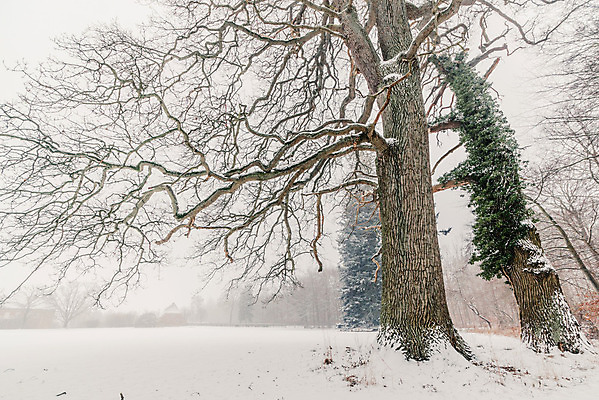 포토 JPG 해외이미지 나무 계절 여행 백그라운드 크리스마스 겨울 밭 자연 하늘 아침 날씨 덴마크 풍경 사람없음 야외 파란색 빛 햇빛 냉동 얼음 추위 안개 백발 흰색 나뭇가지 시골 황무지 시원함 12월 서리 장면 마법 1월 2월 스칸디나비아 눈내림 해외202004 해외포토 주간 자연요소 식물 헤어스타일 기념일 컬러 농업 눈_날씨 북유럽 태양 날짜 생태계 파일형식
