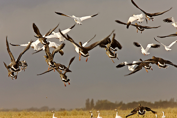 포토 JPG 해외이미지 야생동물 이동 날개 자연 조류 하늘 사람없음 흰색 깃털 부리 거위 해외202004 해외포토 동물 컬러 컨셉 생태계 파일형식