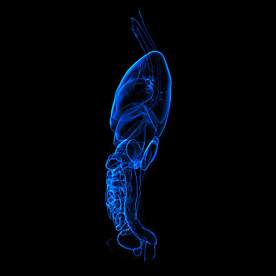 포토 JPG 해외이미지 남자 과학 신체 해부 엑스레이 사람 사람없음 내부 파란색 약 광선 오르간 허파 호흡기관 작음 큼 간 시스템 췌장 해외202004 해외포토 컬러 의학 장기_의학 건반악기 크기 파일형식