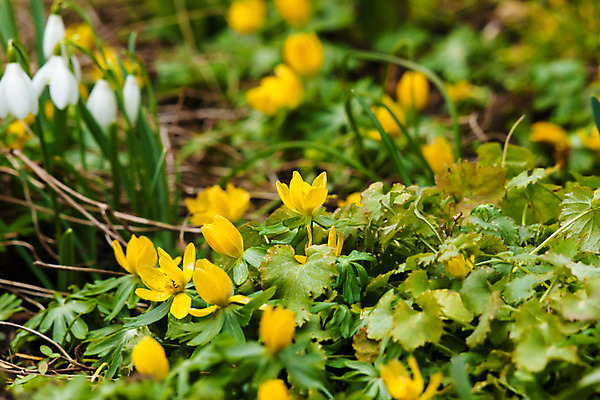 포토 JPG 해외이미지 식물 계절 꽃잎 꽃 백그라운드 잎 겨울 자연 날씨 부활절 사랑 사람없음 장식 초록색 빛 컬러풀 노란색 정원 맑음 봄 젖음 촉촉함 벚꽃 신선 개화 숲 이슬 작음 4월 속도 1월 내추럴 2월 처음 해외202004 해외포토 기념일 감정 컬러 날짜 크기 생태계 파일형식