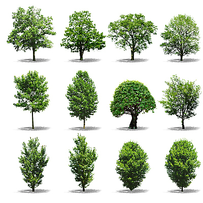 포토 JPG 해외이미지 나무 디자인 계절 실루엣 백그라운드 일러스트 자연 추상 풍경 사람없음 야외 목재 그래픽 장식 초록색 환경 정원 봄 성장 흰색 나뭇가지 숲 심볼 내추럴 고립 엘리먼트 해외202004 해외포토 식물 컬러 무늬 재료 촬영기법 생태계 파일형식