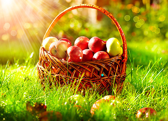 포토 JPG 해외이미지 나무 잎 농업 과일 자연 사람없음 야외 농작물 농장 바구니 수확 추수 가을 사과 과수원 유기농 밭일 맛있는 해외202004 해외포토 식물 웰빙 계절 산업 생태계 파일형식